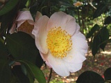 pchoujyuraku-3