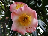 psakuratukasa-2