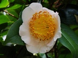 sasagao-1