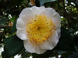 sasagao-2
