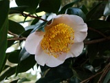 sasagao-3