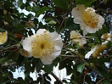 sfuji-3