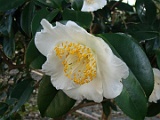 shigomaizuru-1