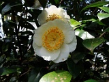 shigomaizuru-2
