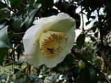 shigomaizuru-3