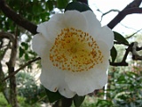 shigosirayuki-1