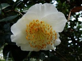 shigosirayuki-2