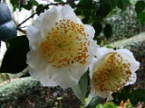 shigosirayuki-3