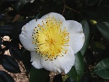 shirosehaku-1