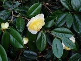 shirosehaku-2