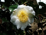 smanazuru-1