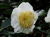 smanazuru-2