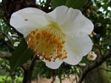 smangetu-1
