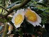 sosaraku-3