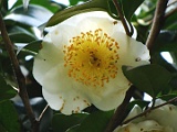 ssiroosaraku-2