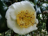 ssirosinntukasa-1