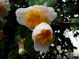 stakasago-1