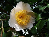 stakasago-2
