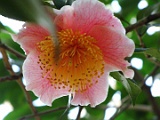 tharugasumi-1