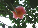 tharugasumi-2