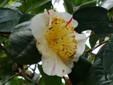 thigoyamatonisiki-1