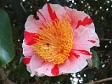 tmikuninohomare-1