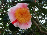 tmikuninohomare-2