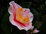 tshouwahikar-2