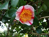 tshouwahikari-1