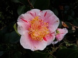 tshouwahikari-3