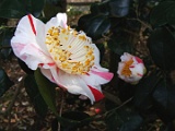 ttannchou-1
