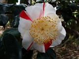 ttannchou-2
