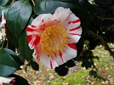 ttannchou-3