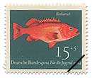jVAJEI(wFSebastes viviparus)