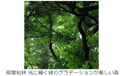 照葉樹林