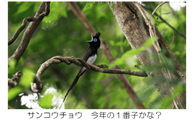 サンコウ鳥