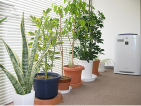 観葉植物と空気清浄機
