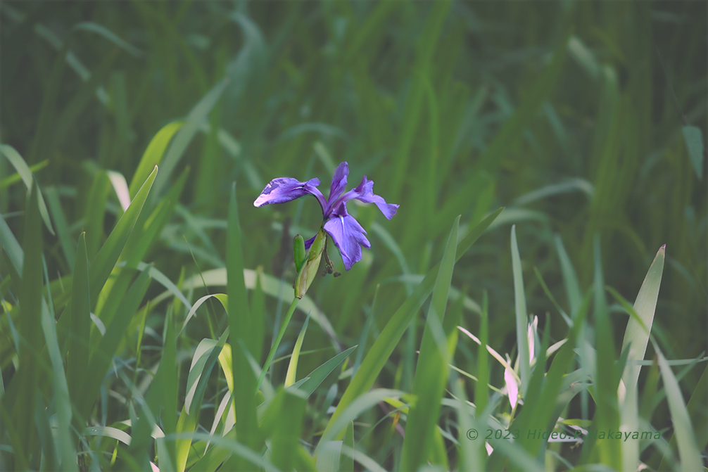 紫陽花と杜若「カキツバタ」