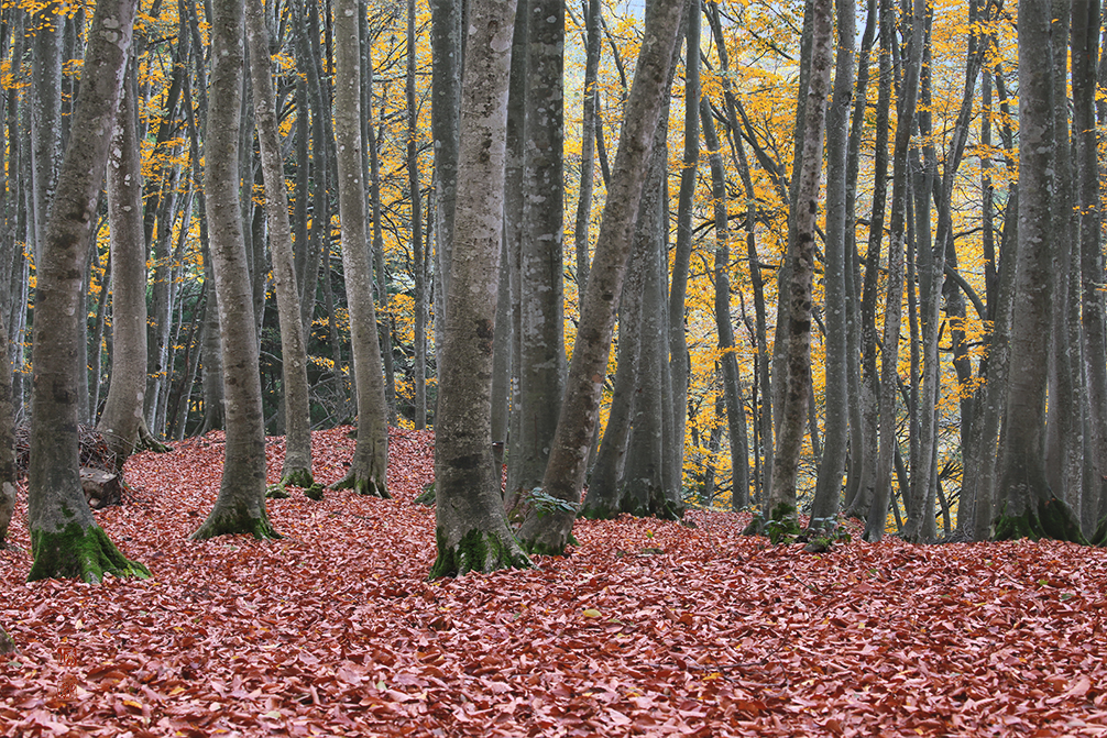 落葉の林