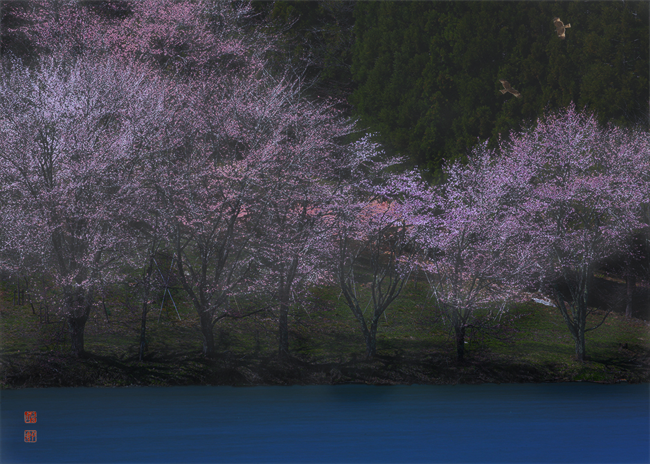 とばりの桜