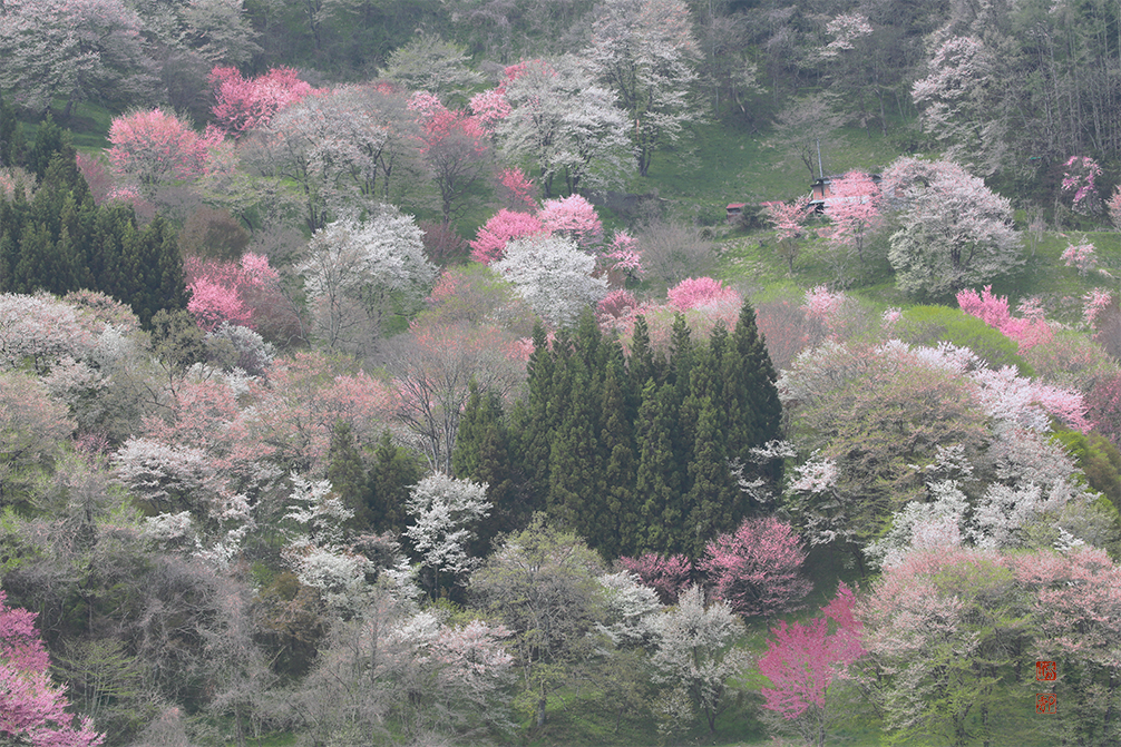 二反田の山桜