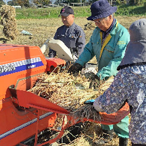 11.10 ハーベスタで収穫した古代米は食用にします