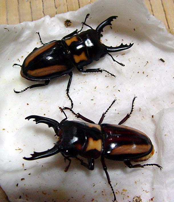 2埼玉県産野外樹液採集 大型ノコギリクワガタ大歯型 水牛♂21頭（