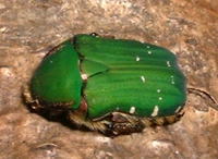 AIniO