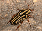 xlA`rGOniO