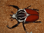 SCAXESAeX