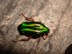 LCGOniO