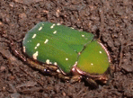 RAInI