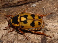 NcniO