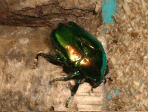 IEVEcniO